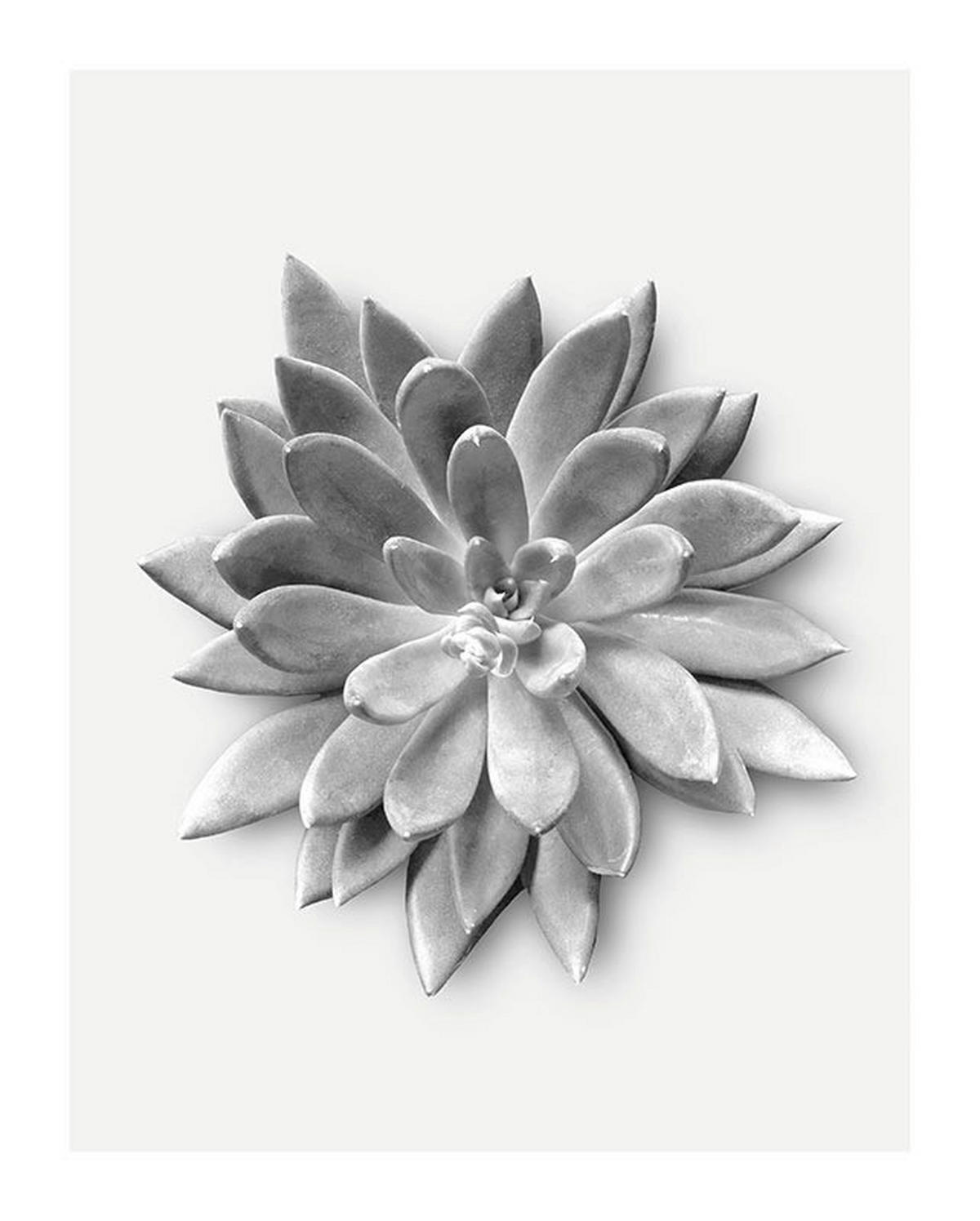 Komar Poster Succulent Agave Pflanzen B/L: ca. 40x50 cm Succulent Agave - (40,00/50,00cm) - Komar