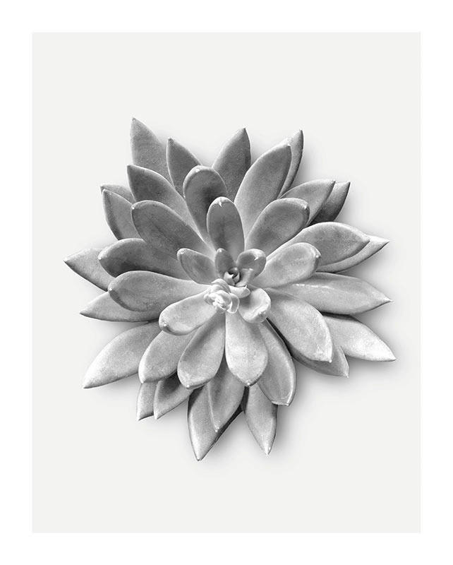 Komar Poster Succulent Agave Pflanzen B/L: ca. 40x50 cm günstig online kaufen