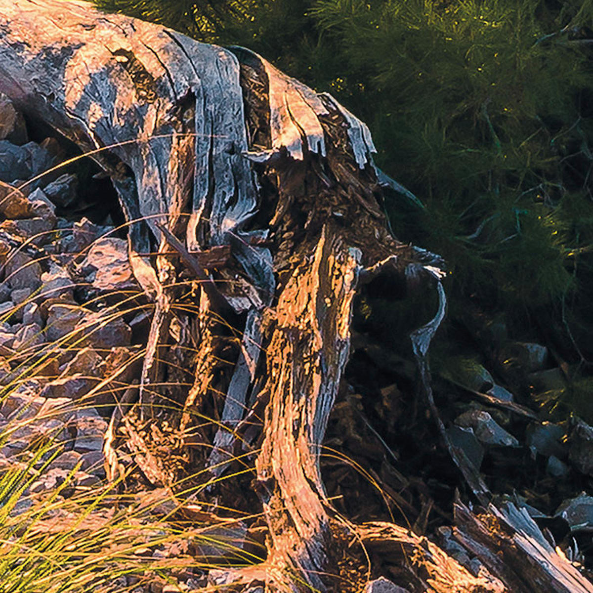 Komar Fototapete Southern Light B/L: ca. 400x250 cm Southern Light - (400,00/250,00cm) - Komar