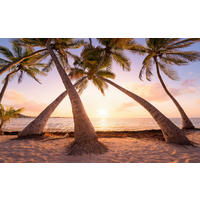 Komar Fototapete Reaching the Sun B/L: ca. 400x250 cm Reaching the Sun - (400,00/250,00cm) - Komar