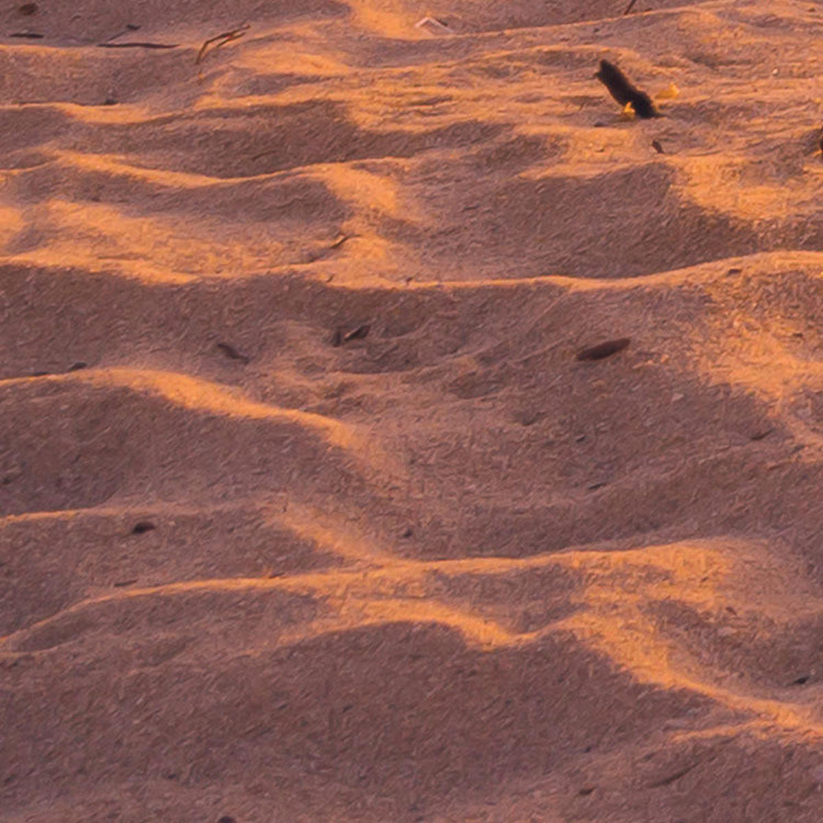 Komar Fototapete Reaching the Sun B/L: ca. 400x250 cm Reaching the Sun - (400,00/250,00cm) - Komar