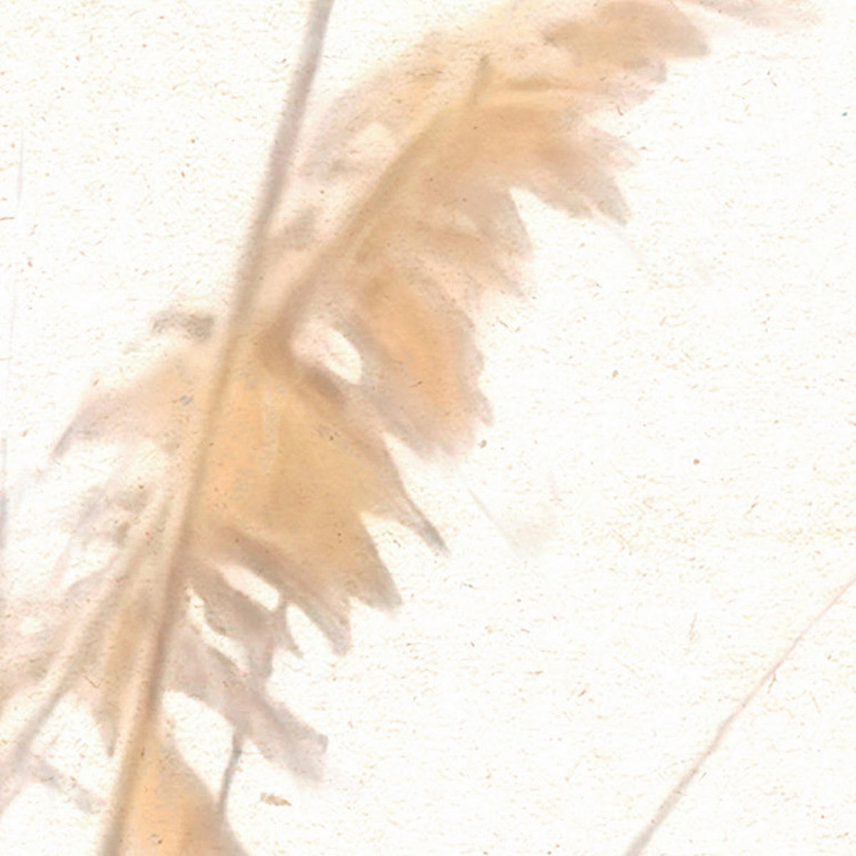 Komar Fototapete Dune Grass B/L: ca. 400x250 cm Dune Grass - (400,00/250,00cm) - Komar