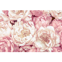 Komar Fototapete Peonies XXL4-091 B/H: ca. 368x248 cm Peonies XXL4-091 - (368,00/248,00cm) - Komar