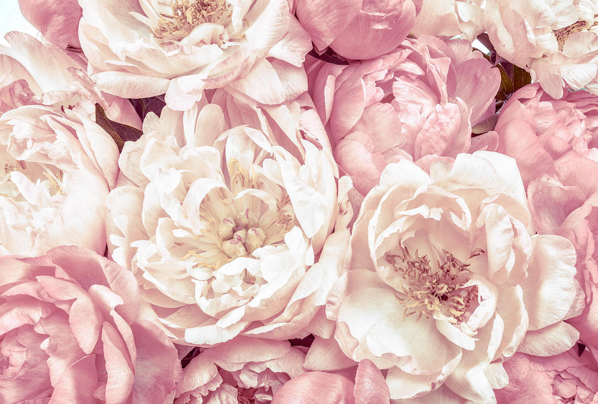 Komar Fototapete Peonies XXL4-091 B/H: ca. 368x248 cm Peonies XXL4-091 - (368,00/248,00cm) - Komar