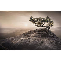 Wandbild Baum B/L: ca. 58x90 cm Bild_Deko_Panel - (58,00/90,00cm)