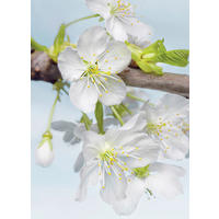 Komar Fototapete Blossom XXL2-033 Blumen weiß B/H: ca. 184x248 cm Blossom XXL2-033 - weiß (184,00/248,00cm) - Komar