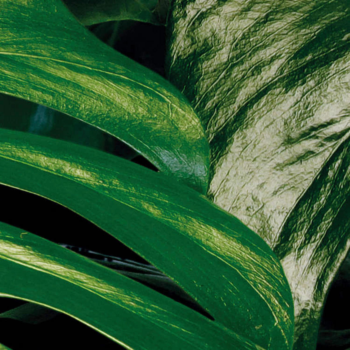 Komar Fototapete Tropical Wall Panel B/L: ca. 100x250 cm Tropical Wall Panel - (100,00/250,00cm) - Komar