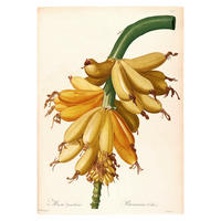 Komar Poster Plantains Pflanzen B/L: ca. 30x40 cm Plantains - (30,00/40,00cm) - Komar