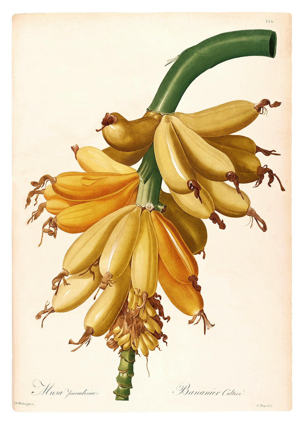 Komar Poster Plantains Pflanzen B/L: ca. 30x40 cm Plantains - (30,00/40,00cm) - Komar