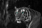 Bönninghoff Keilrahmenbild Tiger B/l: Ca. 60x90 Cm Keilrahmenbild 60x90cm - (60,00/90,00cm)