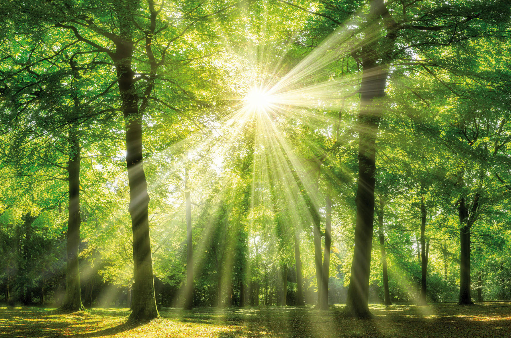 Bönninghoff Keilrahmenbild Wald B/L: ca. 78x118 cm Keilrahmenbild 78x118cm - (78,00/118,00cm) - Bönninghoff