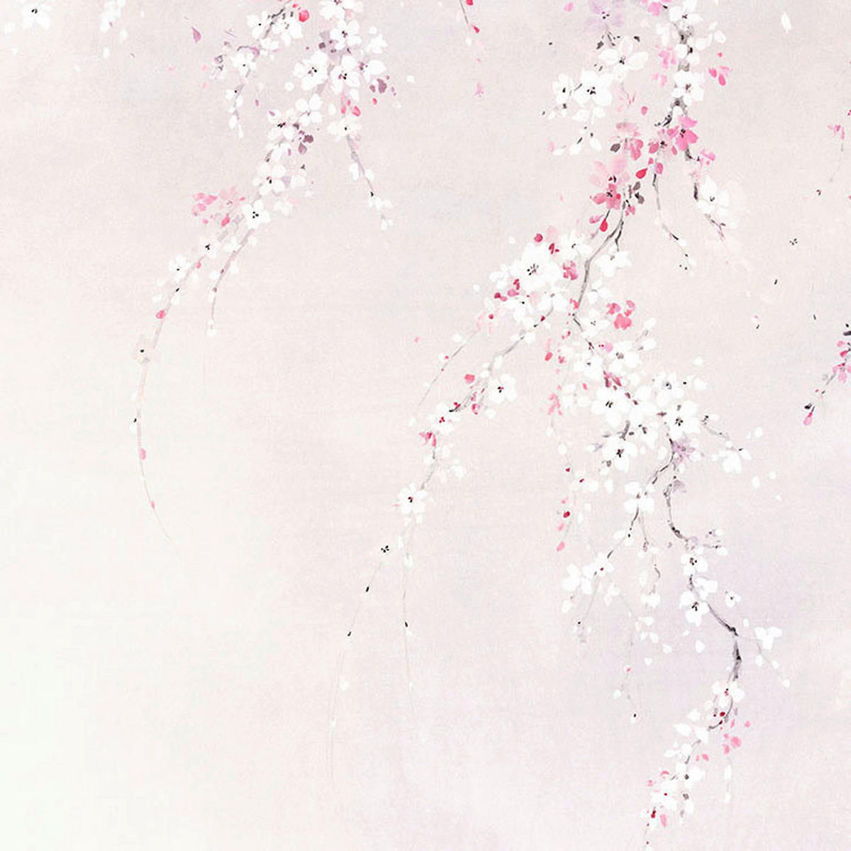 Komar Fototapete Kirschblüten B/L: ca. 300x280 cm Kirschblüten - (300,00/280,00cm) - Komar