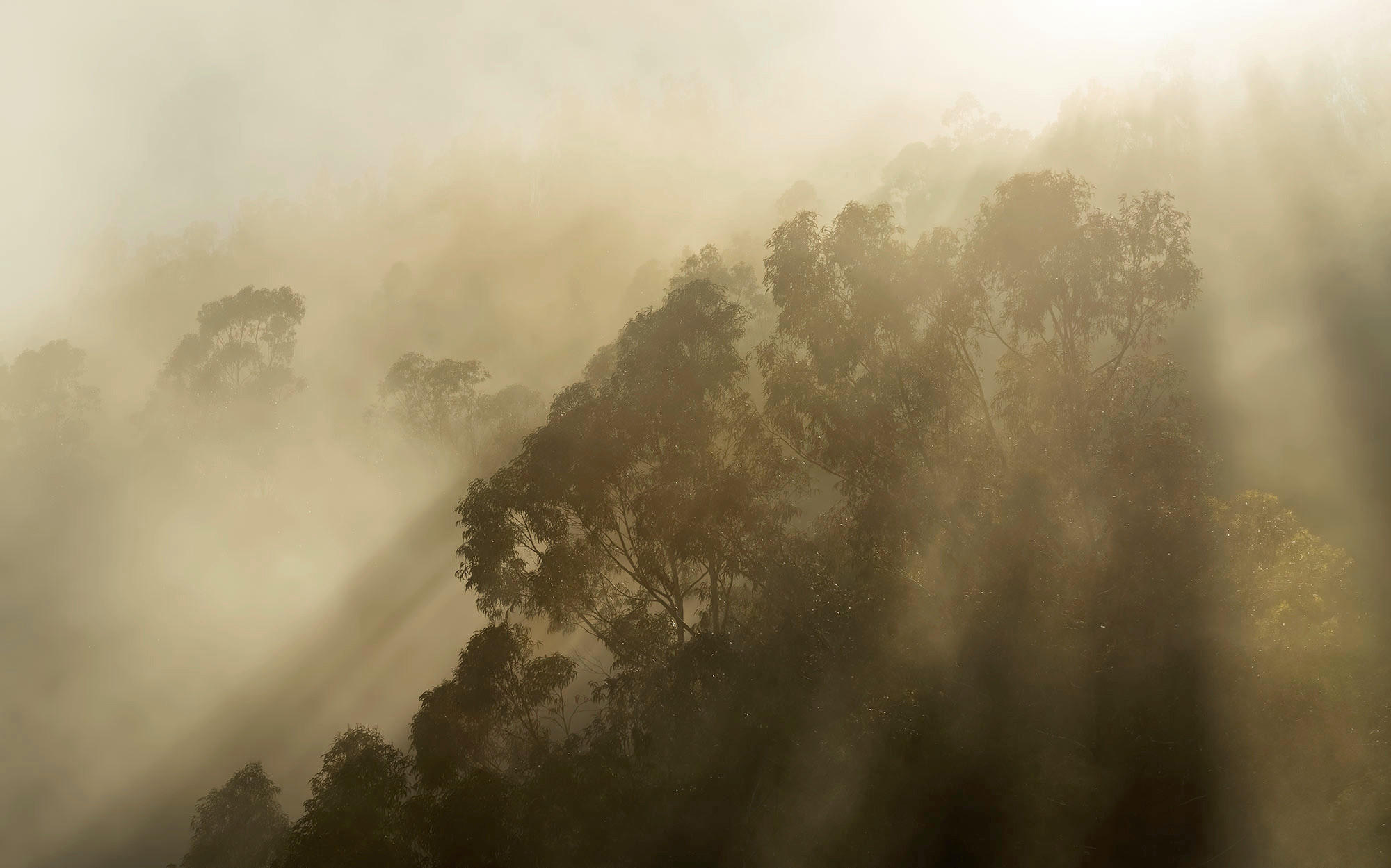 Komar Fototapete Foggy Sunshine B/L: ca. 400x250 cm Foggy Sunshine - (400,00/250,00cm) - Komar