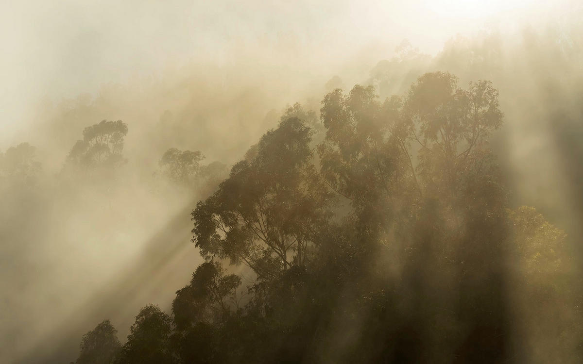 Komar Fototapete Foggy Sunshine B/L: ca. 400x250 cm Foggy Sunshine - (400,00/250,00cm) - Komar