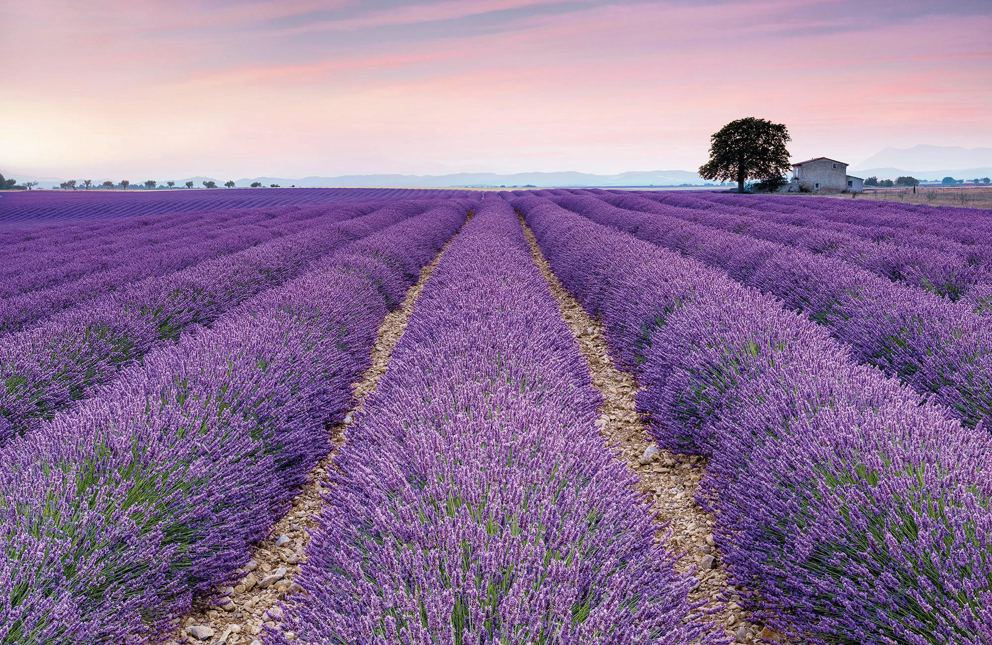 Komar Vliestapete Provence, glatt, naturalistisch
