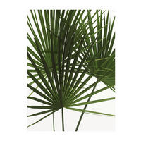 Komar Poster Palmtree Leaves Pflanzen B/L: ca. 30x40 cm Palmtree Leaves - (30,00/40,00cm) - Komar