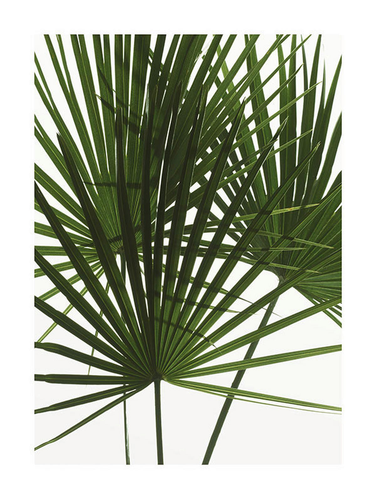 Komar Poster Palmtree Leaves Pflanzen B/L: ca. 30x40 cm Palmtree Leaves - (30,00/40,00cm) - Komar