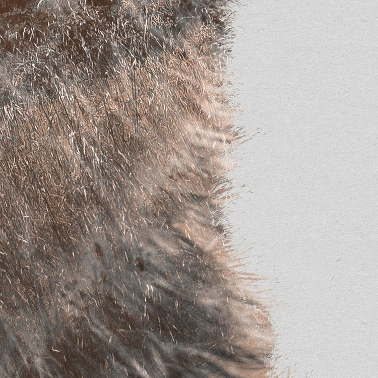 Komar Fototapete Bearava D: ca. 125 cm Bearava - (125,00cm) - Komar