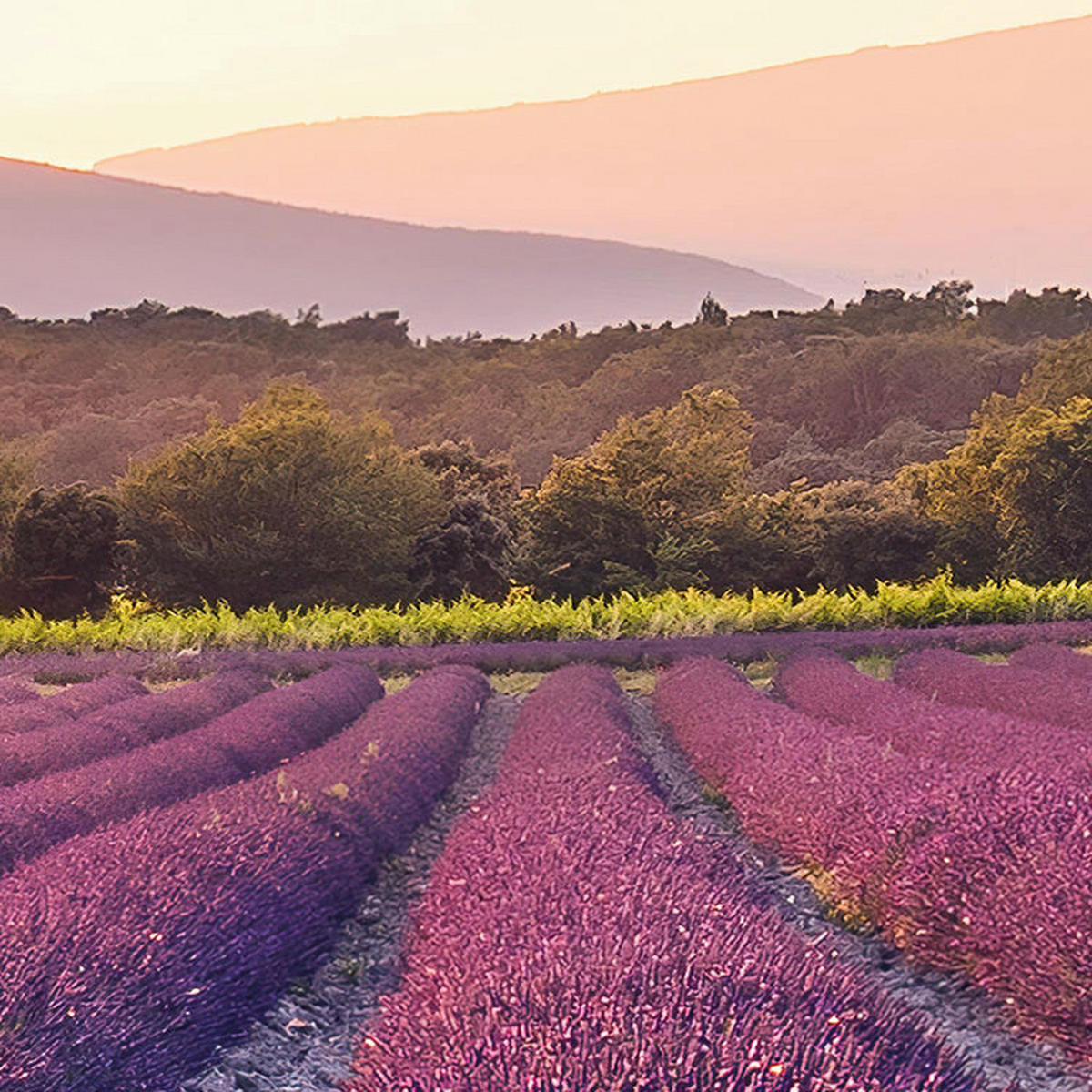 Komar Fototapete Lavender Dream B/L: ca. 450x280 cm Lavender Dream - (450,00/280,00cm) - Komar