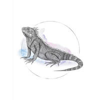 Komar Poster Iguana Watercolor Tiere B/L: ca. 30x40 cm Iguana Watercolor - (30,00/40,00cm) - Komar