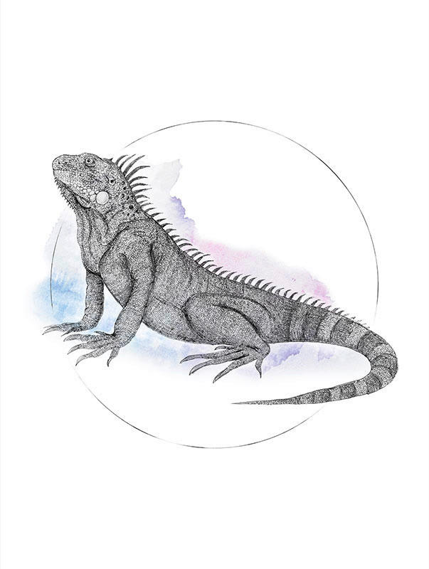 Komar Poster Iguana Watercolor Tiere B/L: ca. 30x40 cm