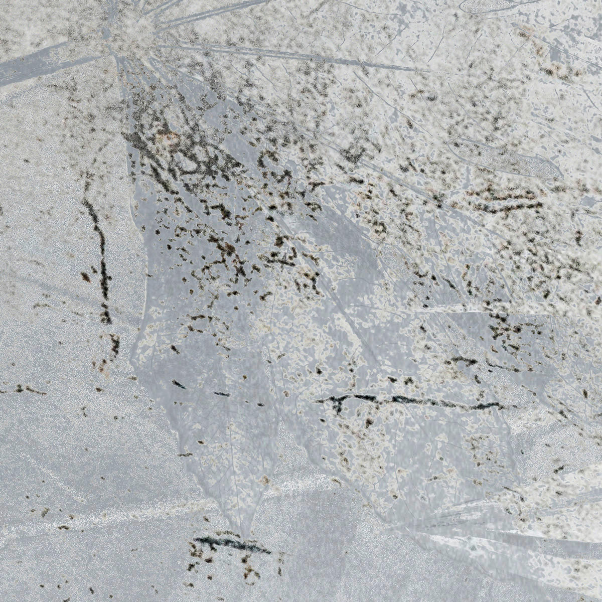 Komar Fototapete Flower Fossil B/L: ca. 200x280 cm Flower Fossil - (200,00/280,00cm) - Komar