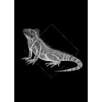 Komar Poster Iguana Black Tiere B/L: ca. 50x70 cm Iguana Black - (50,00/70,00cm) - Komar