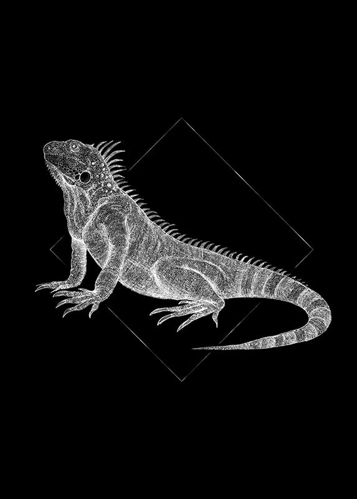 Komar Poster Iguana Black Tiere B/L: ca. 50x70 cm Iguana Black - (50,00/70,00cm) - Komar