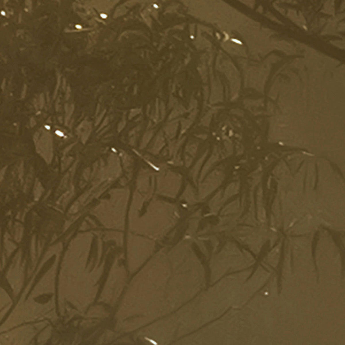 Komar Fototapete Foggy Sunshine B/L: ca. 400x250 cm Foggy Sunshine - (400,00/250,00cm) - Komar