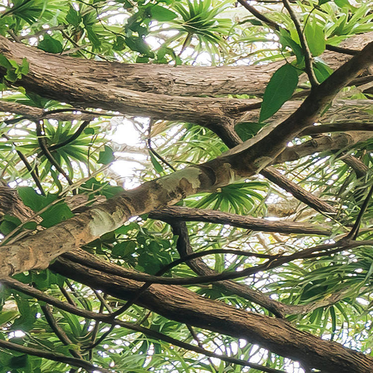 Komar Fototapete Touch the Jungle B/L: ca. 450x280 cm Touch the Jungle - (450,00/280,00cm) - Komar