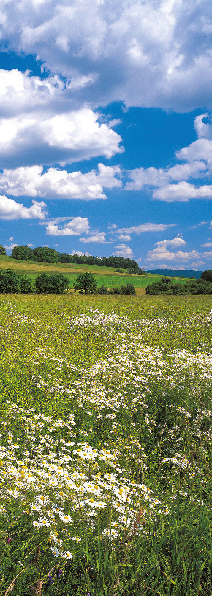 Komar Fototapete Meadow B/L: ca. 100x280 cm Meadow - (100,00/280,00cm) - Komar