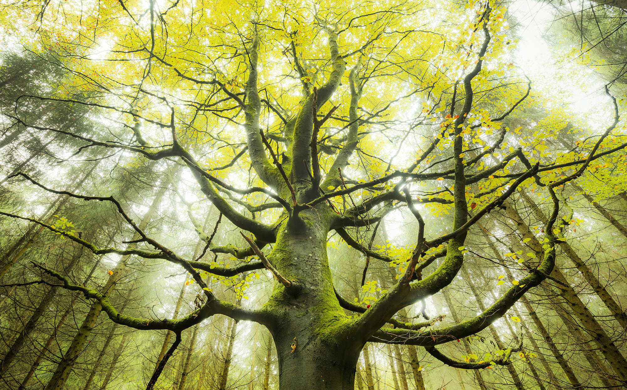 Komar Fototapete Der Traumbaum B/L: ca. 450x280 cm Der Traumbaum - (450,00/280,00cm) - Komar