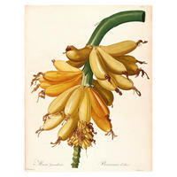 Komar Poster Plantains Pflanzen B/L: ca. 40x50 cm Plantains - (40,00/50,00cm) - Komar