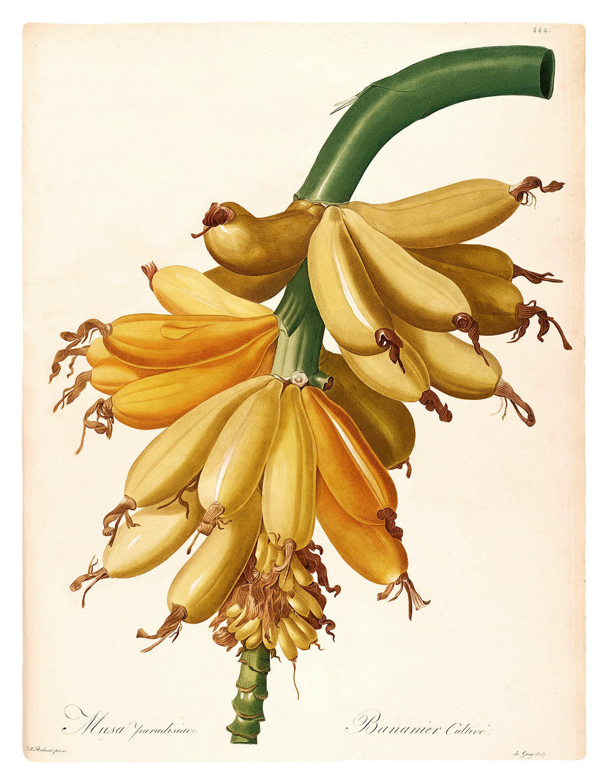 Komar Poster Plantains Pflanzen B/L: ca. 40x50 cm Plantains - (40,00/50,00cm) - Komar