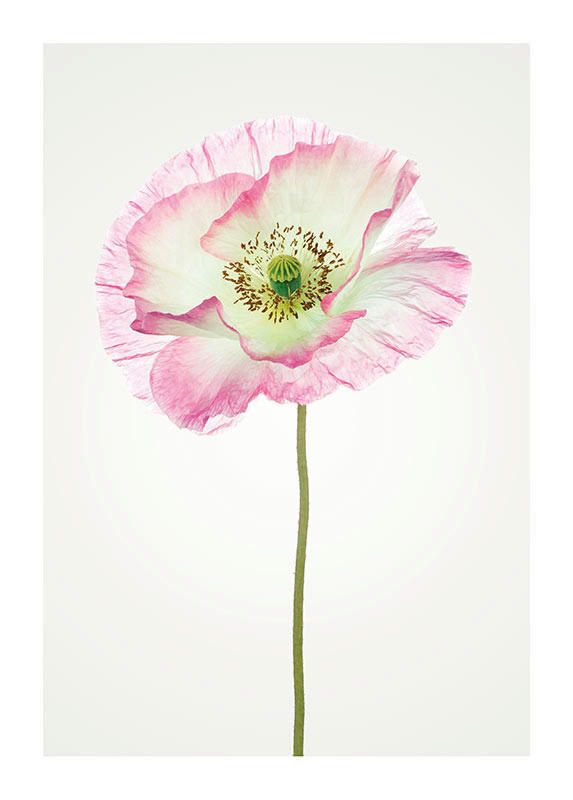 Komar Poster Poppy Mohnblumen B/L: ca. 50x70 cm günstig online kaufen