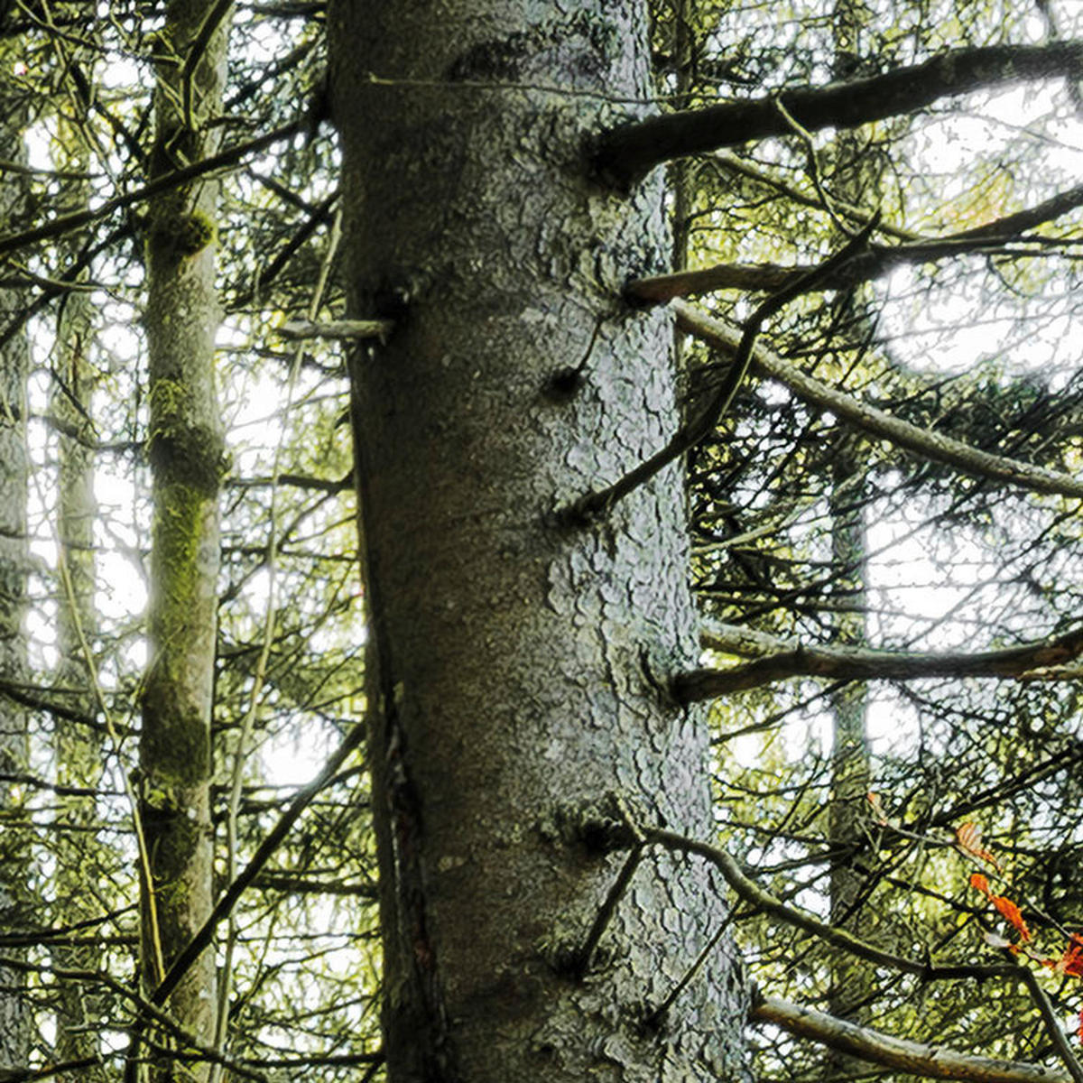 Komar Fototapete Feuerzungen B/L: ca. 450x280 cm Feuerzungen - (450,00/280,00cm) - Komar