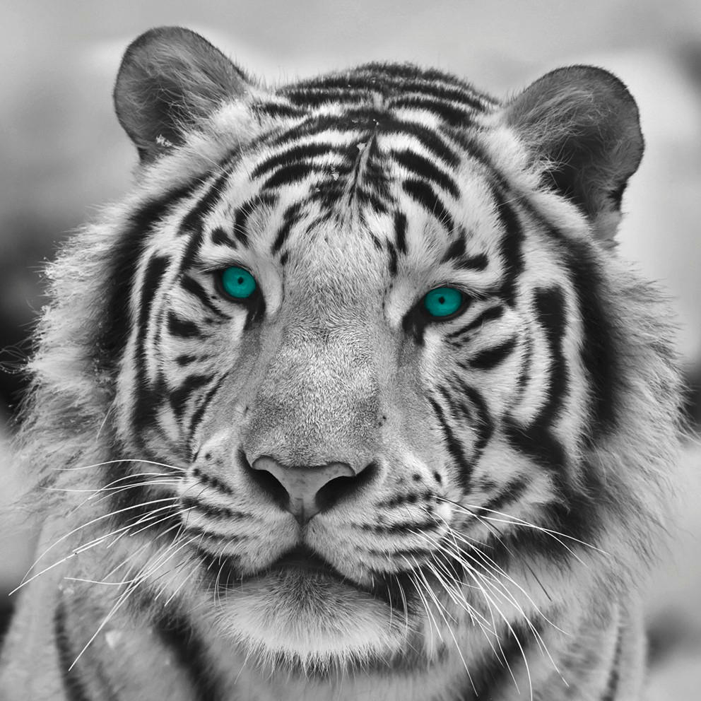 Bönninghoff Keilrahmenbild Tiger B/L: ca. 35x35 cm Keilrahmenbild 35x35cm - (35,00/35,00cm) - Bönninghoff