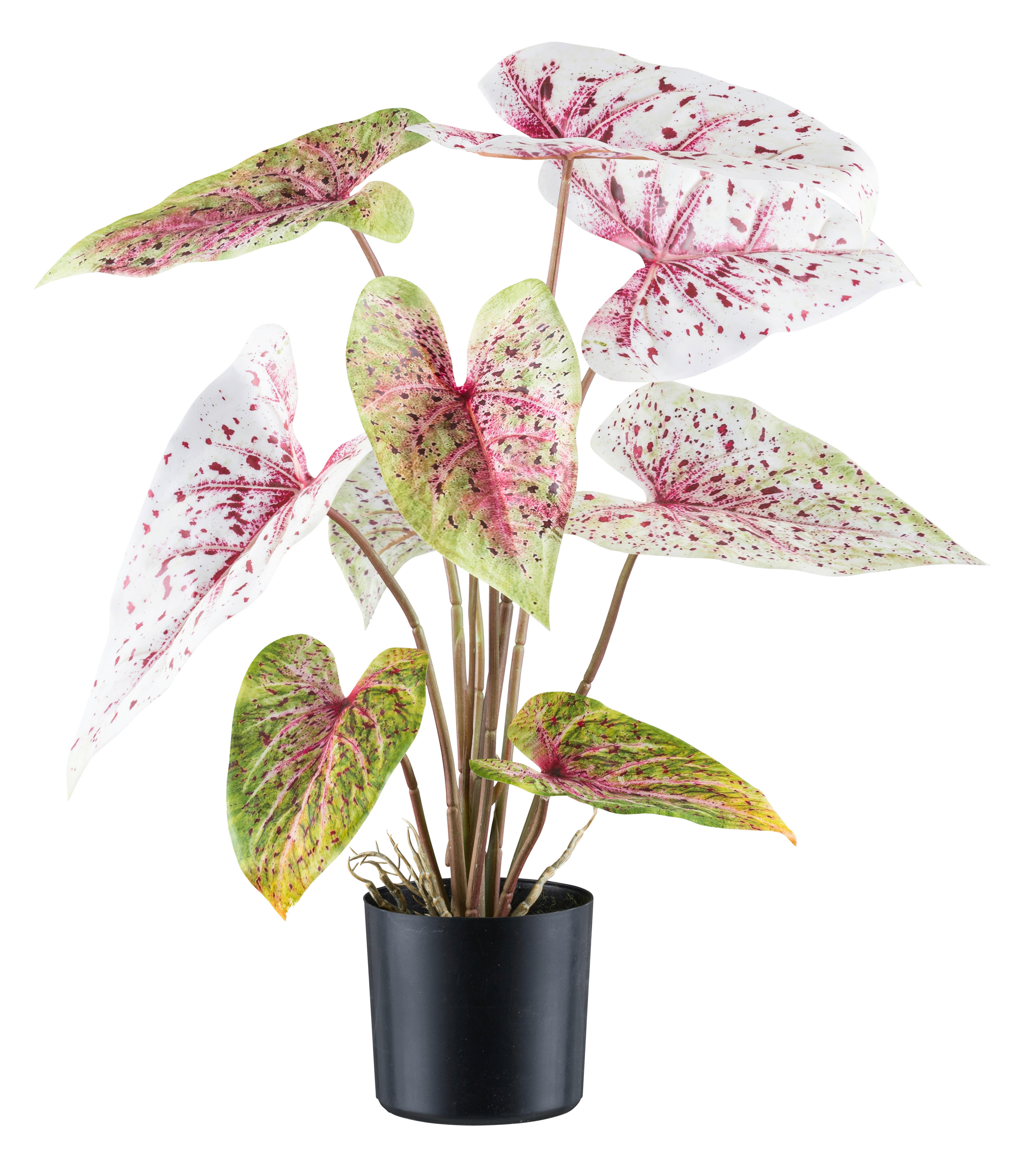 Kunstpflanze Caladium Miss Muffet rot Kunststoff B/H/L: ca. 17x55x17 cm Caladium Miss Muffet - rot/hellgrün (17,00/17,00/55,00cm)
