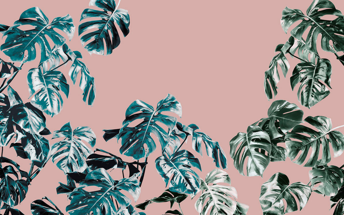 Komar Fototapete Monstera Rosé B/L: ca. 400x250 cm Monstera Rosé - (400,00/250,00cm) - Komar