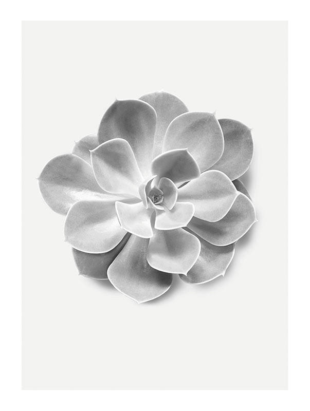 Komar Poster Succulent Aeonium Pflanzen B/L: ca. 30x40 cm