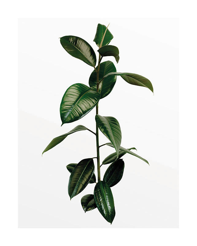 Komar Poster Ficus Branch Pflanzen B/L: ca. 40x50 cm günstig online kaufen