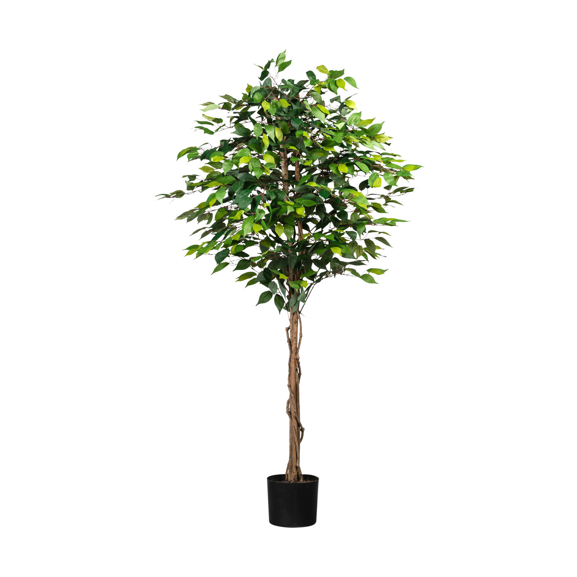 Kunstpflanze Ficus Benjaminus grün Kunststoff B/H/L: ca. 25x170x25 cm günstig online kaufen