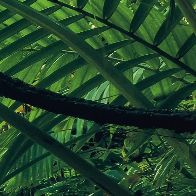 Komar Fototapete Into The Jungle B/L: ca. 400x250 cm Into The Jungle - (400,00/250,00cm) - Komar