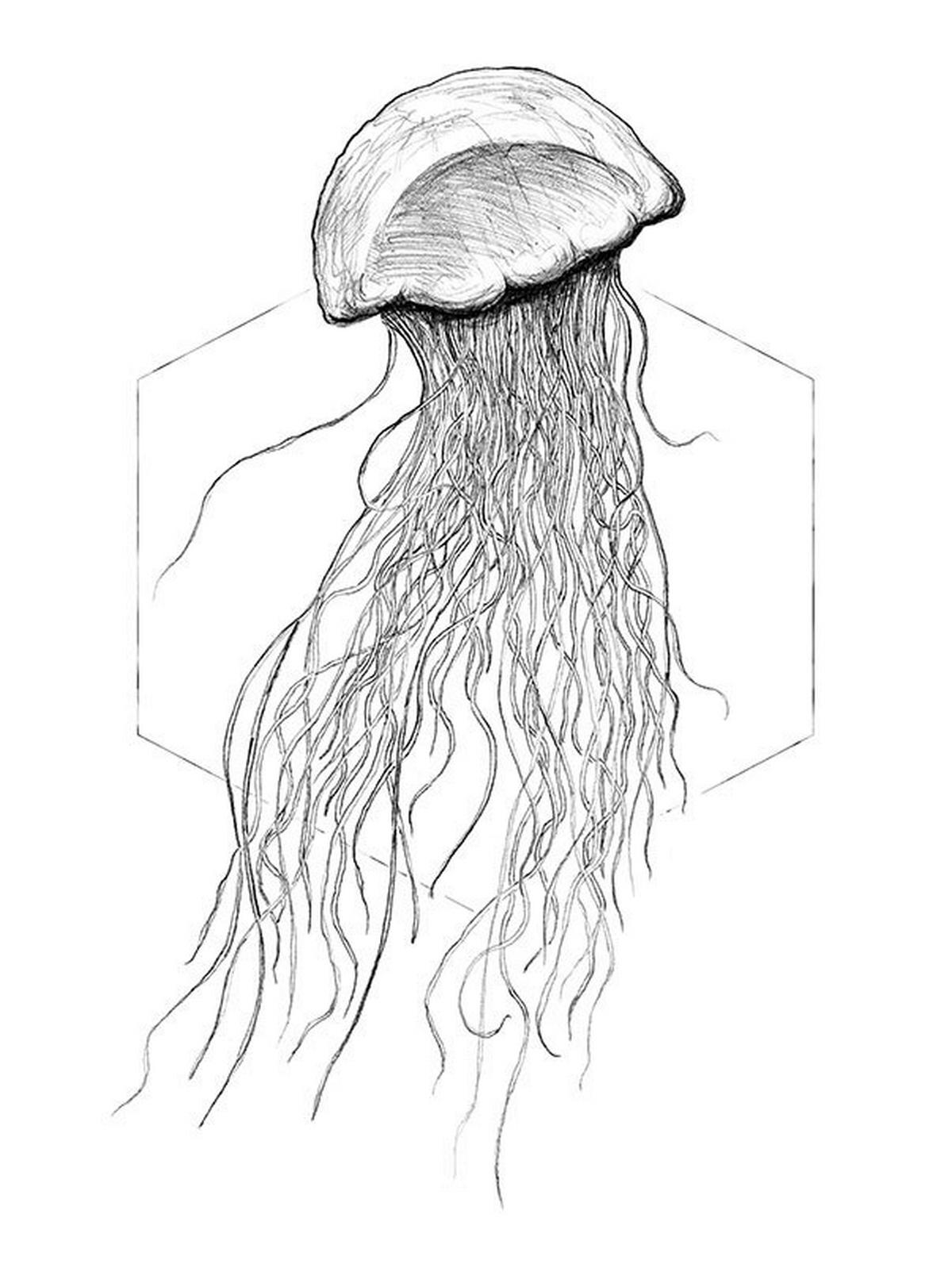 Komar Poster Jellyfish White Tiere B/L: ca. 30x40 cm Jellyfish White - (30,00/40,00cm) - Komar
