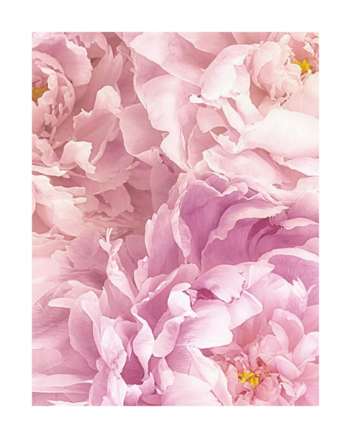 Komar Poster Soave Blume B/L: ca. 40x50 cm Soave - (40,00/50,00cm) - Komar