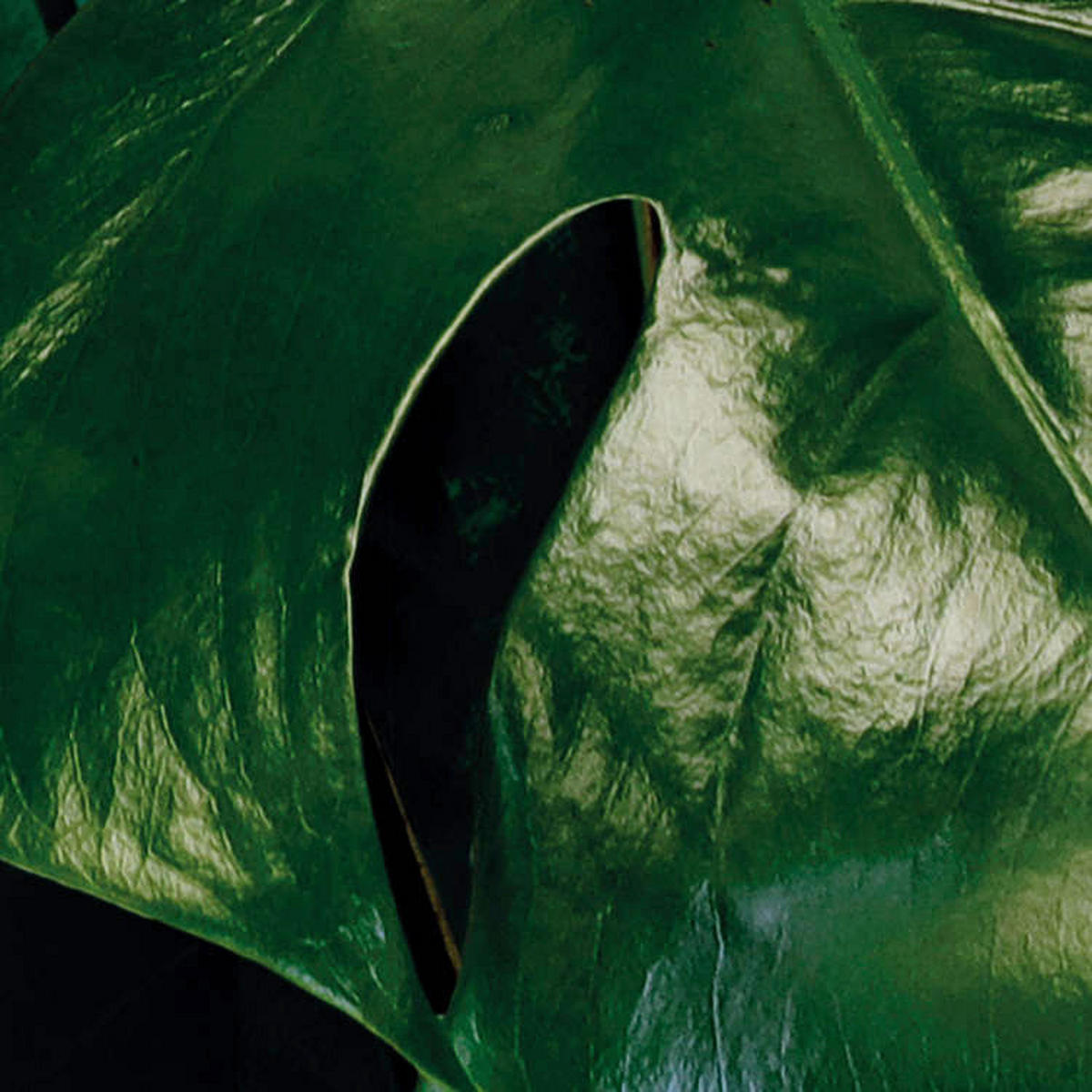 Komar Fototapete Tropical Wall Panel B/L: ca. 100x250 cm Tropical Wall Panel - (100,00/250,00cm) - Komar