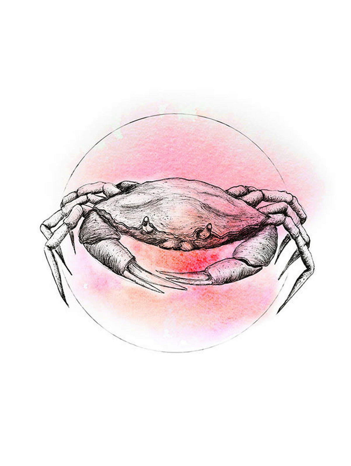 Komar Poster Crab Watercolor Tiere B/L: ca. 30x40 cm Crab Watercolor - (30,00/40,00cm) - Komar