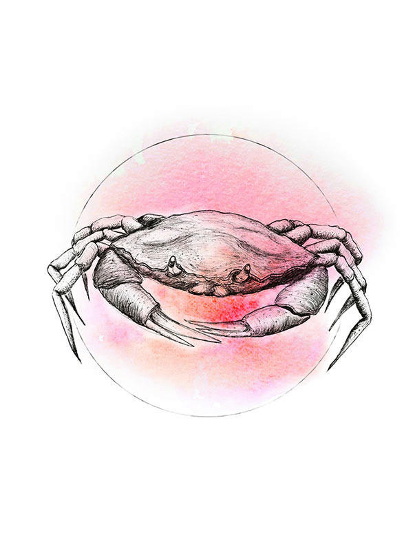 Komar Poster Crab Watercolor Tiere B/L: ca. 30x40 cm günstig online kaufen