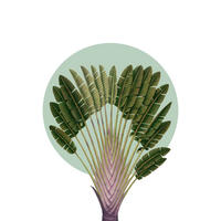 Komar Poster Botanical Garden Pinnate Palm Palmenblätter B/L: ca. 50x70 cm Botanical Garden Pinnate Palm - (50,00/70,00cm) - Komar