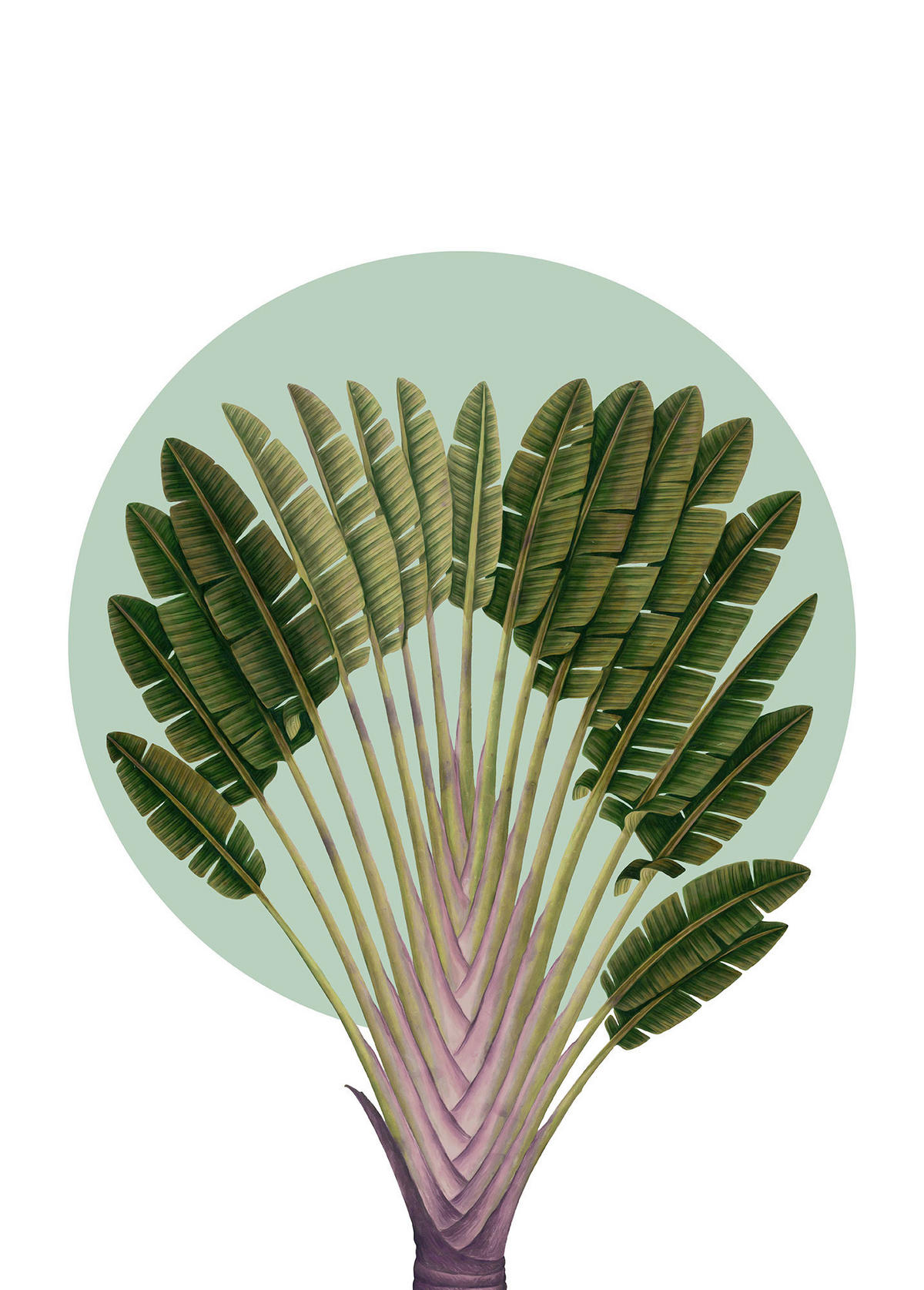 Komar Poster Botanical Garden Pinnate Palm Palmenblätter B/L: ca. 50x70 cm Botanical Garden Pinnate Palm - (50,00/70,00cm) - Komar